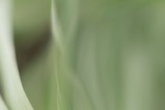 Haiku-Fotografie