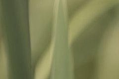 Haiku-Fotografie