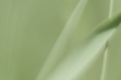 Haiku-Fotografiekl