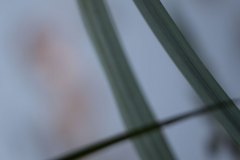 Haiku-Fotografie