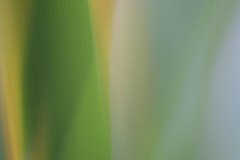 Haiku-Fotografie