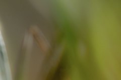 Haiku-Fotografie