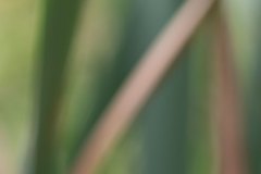 Haiku-Fotografie