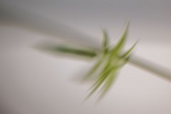 Haiku-Fotografie