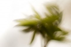Haiku-Fotografie