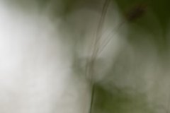 Haiku-Fotografie