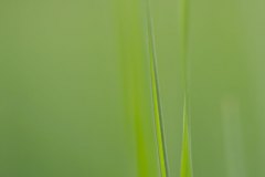 Haiku-Fotografie