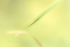 Haiku-Fotografie