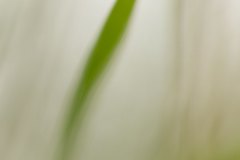 Haiku-Fotografie