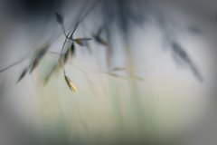Haiku-Fotografie