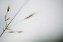 Haiku-Fotografie