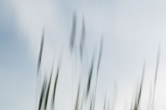 Haiku-Fotografie