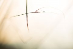Haiku-Fotografie