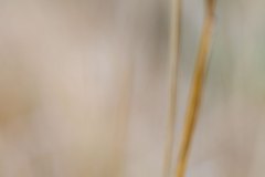 Haiku-Fotografie