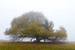 Nebellandschaft