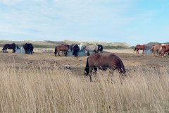 JRB_01_Spiekerooger_Reiter_20260409_125940