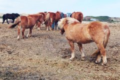 JRB_02_Spiekerooger_Reiter_20260409_130018