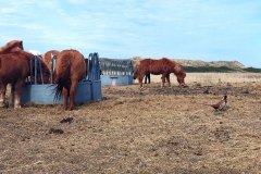 JRB_03_Spiekerooger_Reiter_20260409_130052