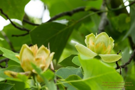 Tulpenbaum und Blüten