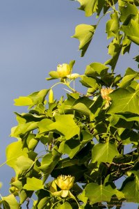 Tulpenbaum und Blüten