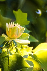 Tulpenbaum und Blüten