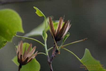 Tulpenbaum und Blüten
