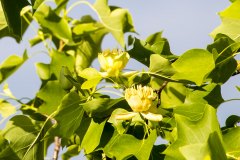 Tulpenbaum und Blüten
