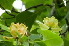 Tulpenbaum und Blüten