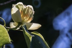 Tulpenbaum und Blüten