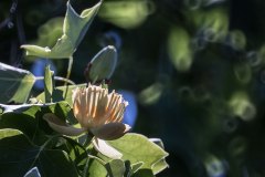 Tulpenbaum und Blüten