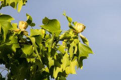 Tulpenbaum und Blüten