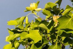 Tulpenbaum und Blüten