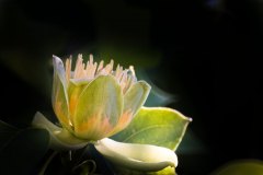 Tulpenbaum und Blüten