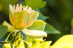 Tulpenbaum und Blüten