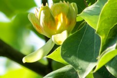 Tulpenbaum und Blüten