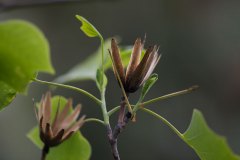 Tulpenbaum und Blüten