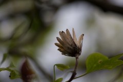 Tulpenbaum und Blüten