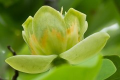Tulpenbaum und Blüten