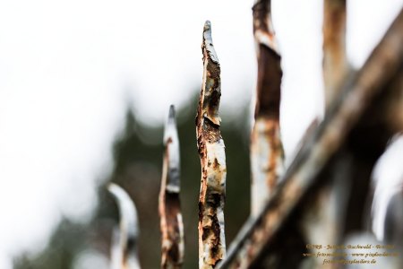 umzäunt - farbig
