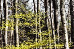 Waldimpressionen