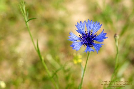 Wiesenflora