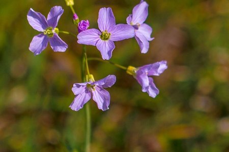 Wiesenflora