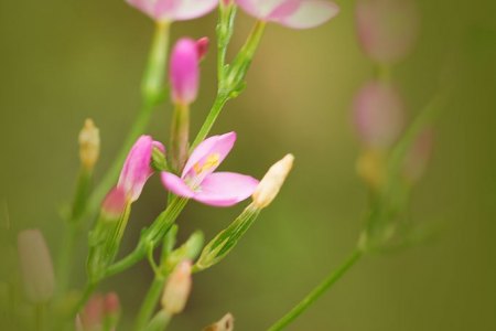 Wiesenflora