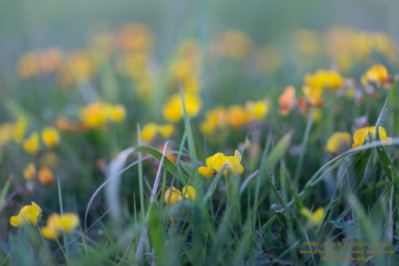 Wiesenflora