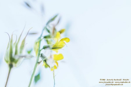 Wiesenflora