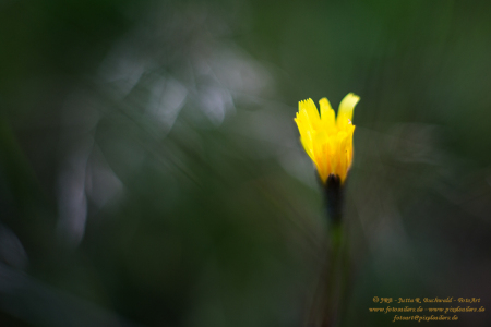 Wiesenflora