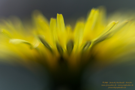 Wiesenflora