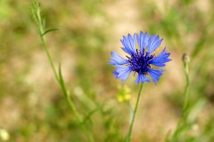 Wiesenflora