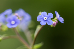 Wiesenflora