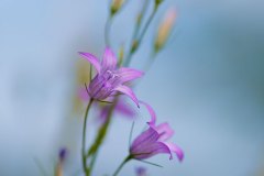 Wiesenflora